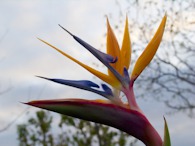 423955439 Bird of paradise